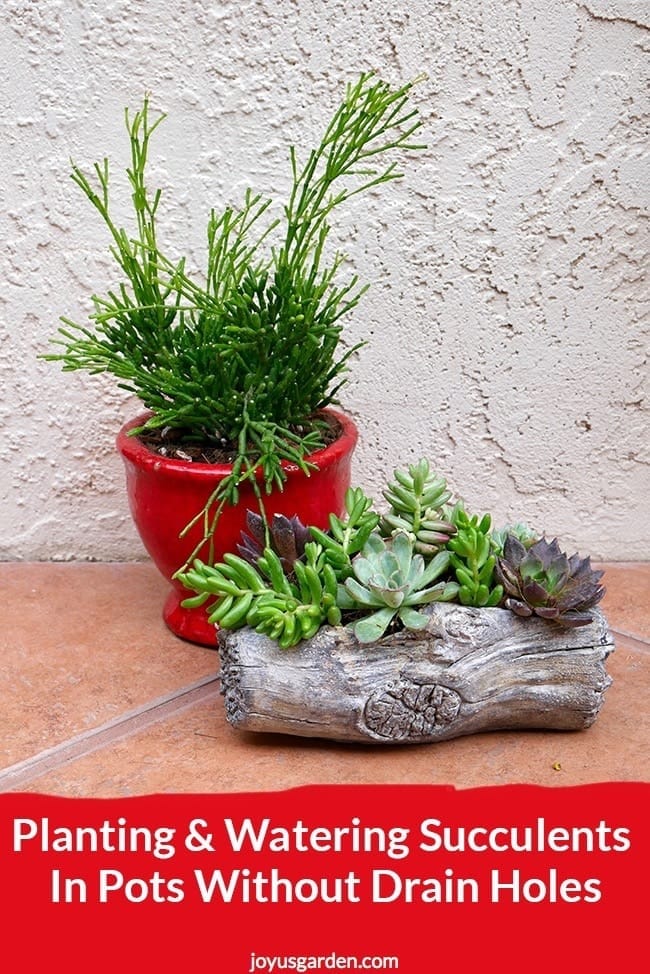 How to Plant and Water Succulents In Pots Without Drain Holes