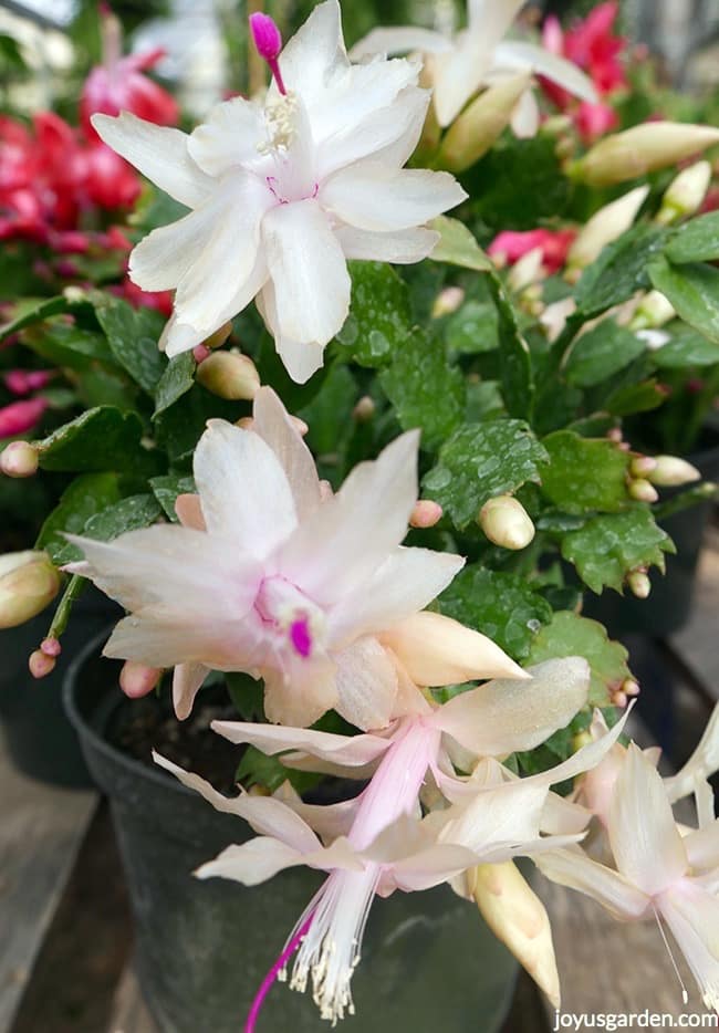 closeup of a white Christmas Cactus