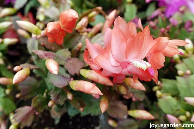 close up of Peach Christms (Thanksgiving, Holiday) Cactus flower & buds