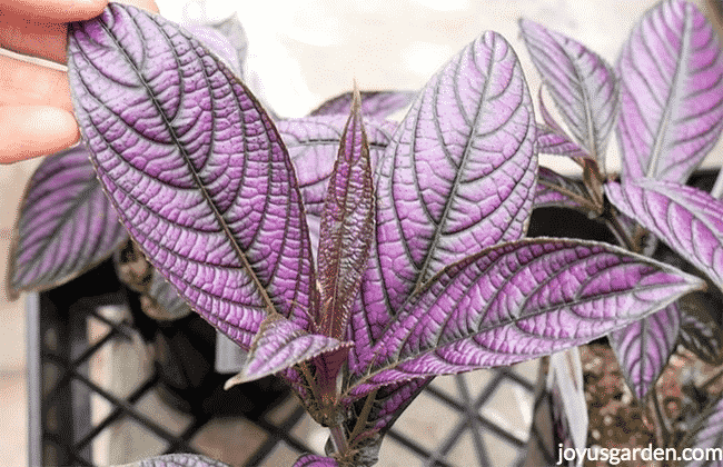 Persian Shiel Plant leaves are purple and olive gray