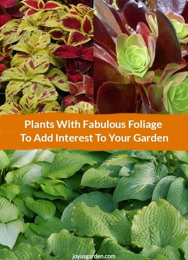 Plants With Fabulous Foliage To Add Interest To Your Garden