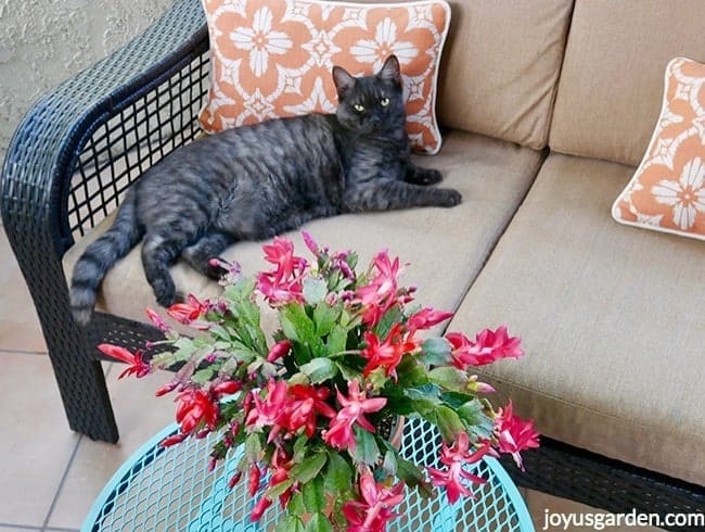 Riley, a grey cat, lays on a patio loveseat next to a scarlet Christmas Cactus on a blue table