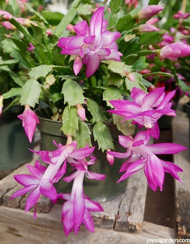 Close up of a A Christmas Cactus plant with violet flowers & buds