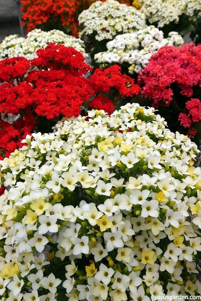 A close up view of white,red, & hot pink flowering kalanchoe plants in full bloom.