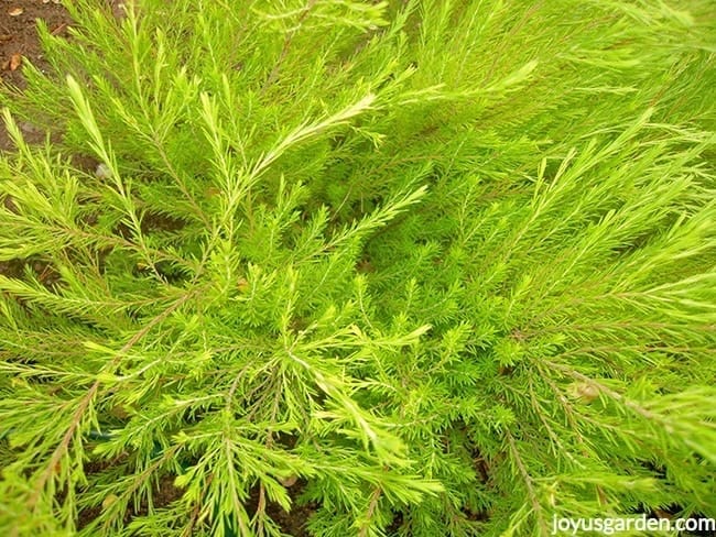 bright chartreuse coleonema with feathery foliage