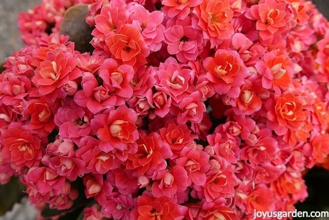 A close up of the fully open flowers of a rose pink calandiva kalanchoe plant.