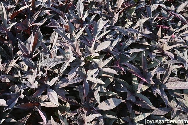 close up of black sweet potato vine