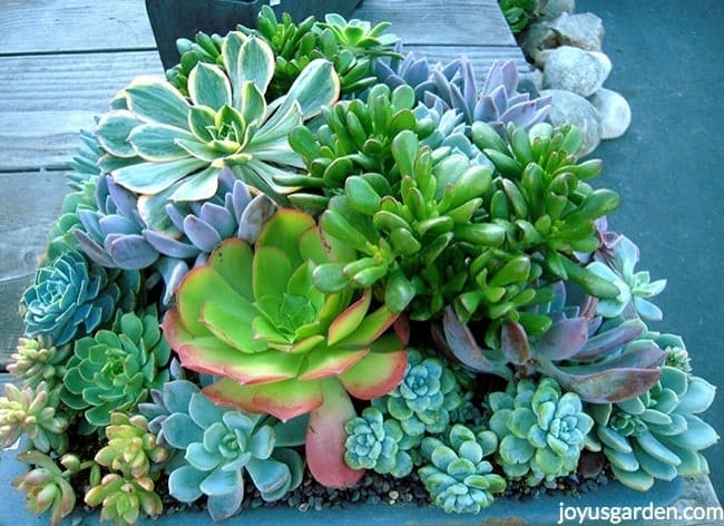 close up of a mixed succulent planting 