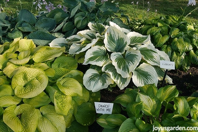 large hostas with a variety of foliage colors & patterns growing in a garden