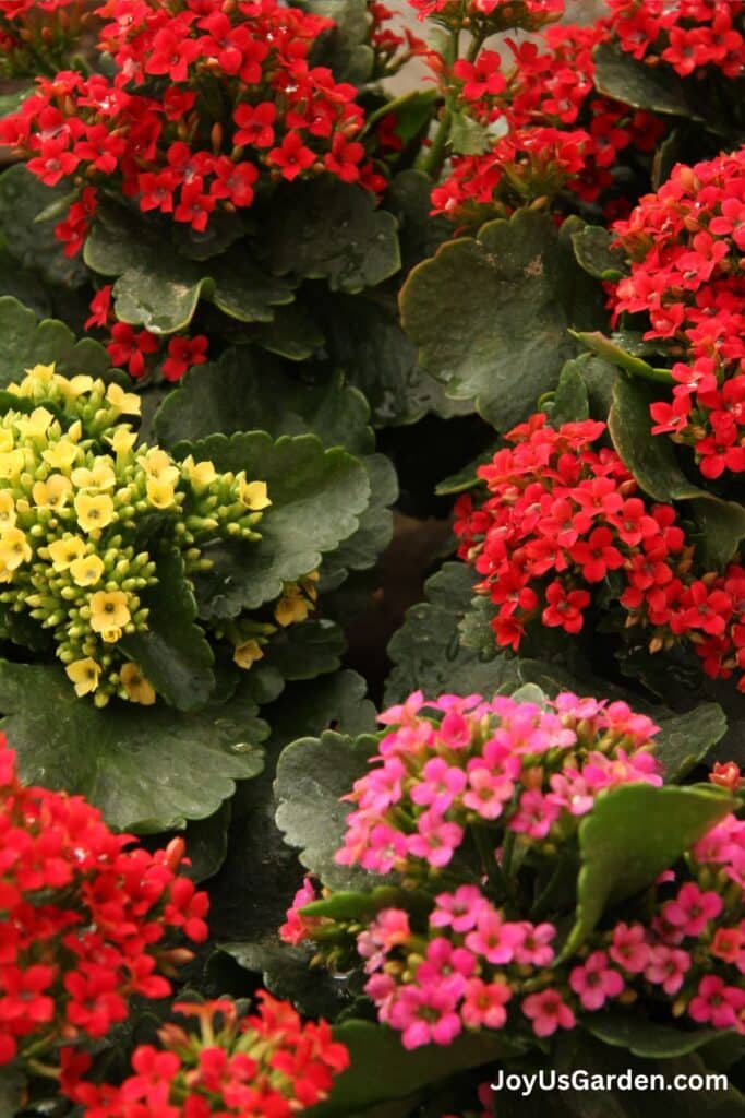 Looking down on red, yellow, & pink flowering kalanchoe plants.