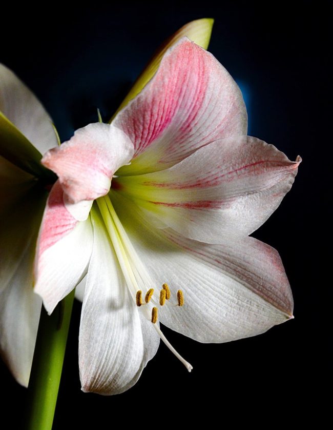 close of of a white amaryllis flower with a touch of pink variegation