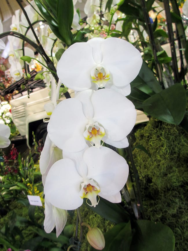 a white phaleanopsis orchid plant with 3 open flowers White Blooming Plants For Christmas