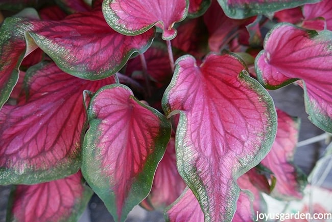 close up of a pink and green caladium leaves