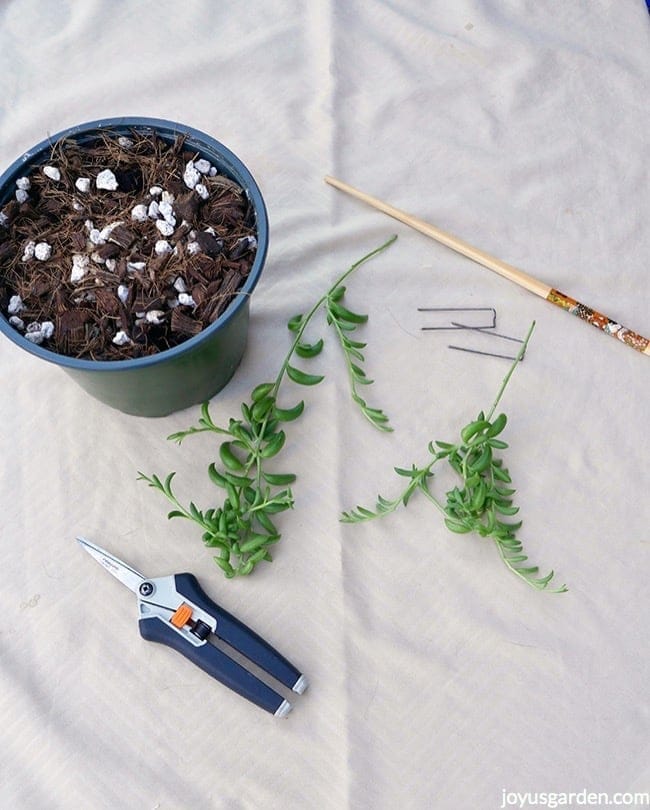 2 string of bananas plant cuttings, micro pruners, a chopstick, 2 floral pins & a pot with succulent mix sit on an ivory cloth