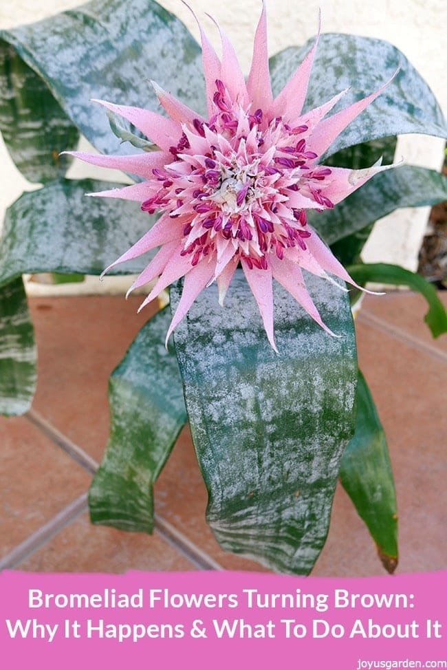 an aechmea bromeliad with a large pink flower sits on the ground the text reads bromeliad flowers turning brown