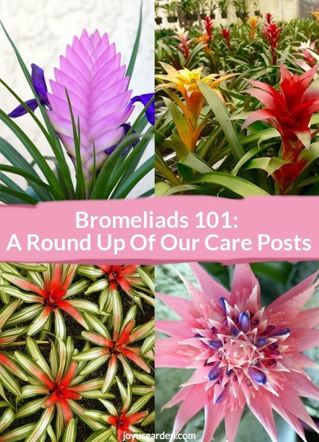 Bromeliads 101: A Round-Up of Our Care Posts