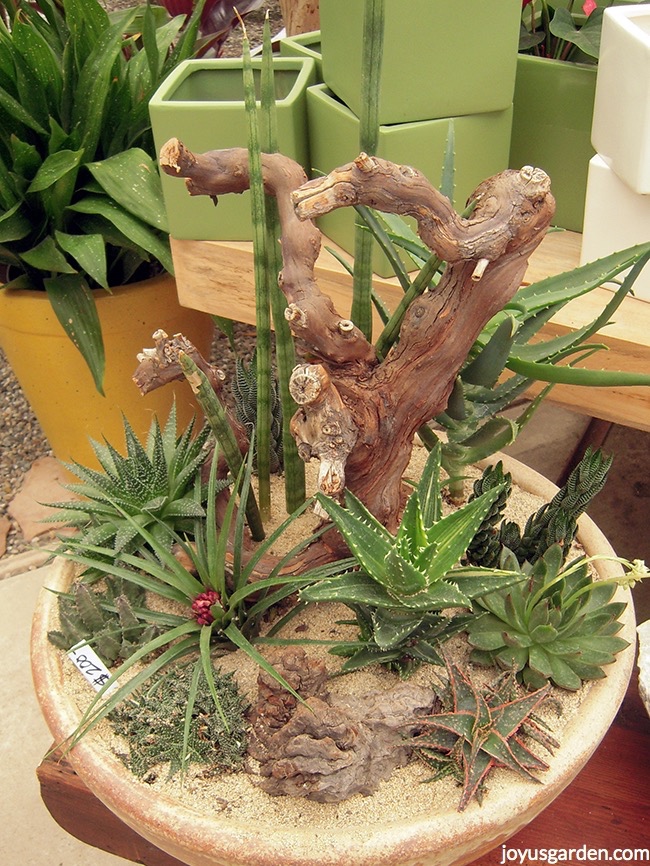 succulents in a terra cotta bowl with a driftwood piece at the center accenting the display