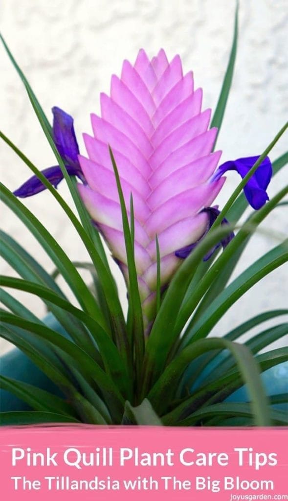 a pink quill plant bromeliad with 3 deep purple flowers the text reads pink quill plant care tips