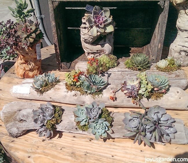 beautiful succulent & driftwood arrangements sit on a table in the bright sun