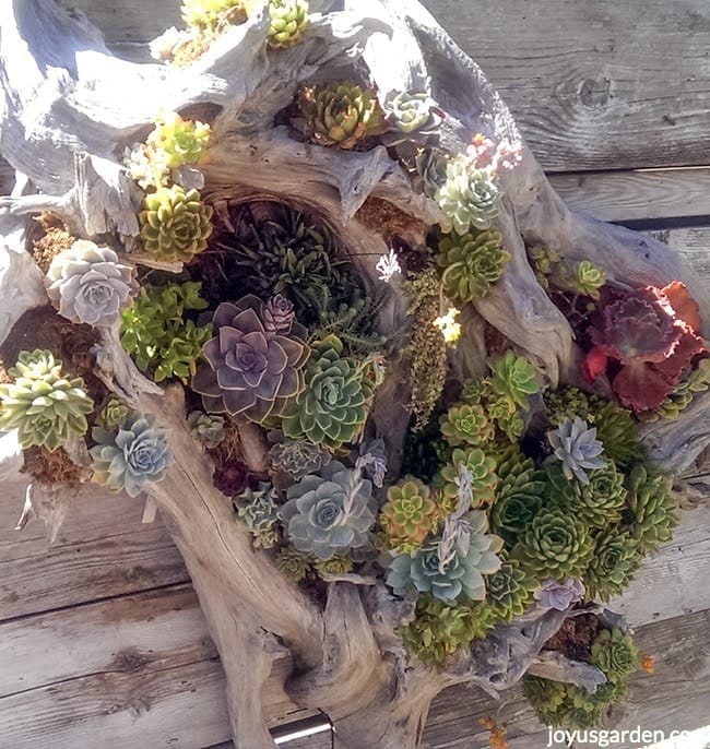 a very large succulent & driftwood arrangement hangs on a wooden wall