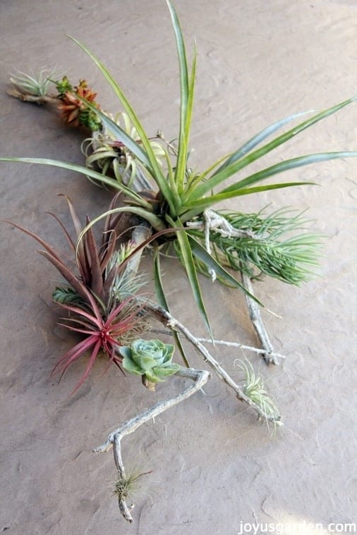 closeup of a beautiful succulent and tillandsia arrangement on driftwood