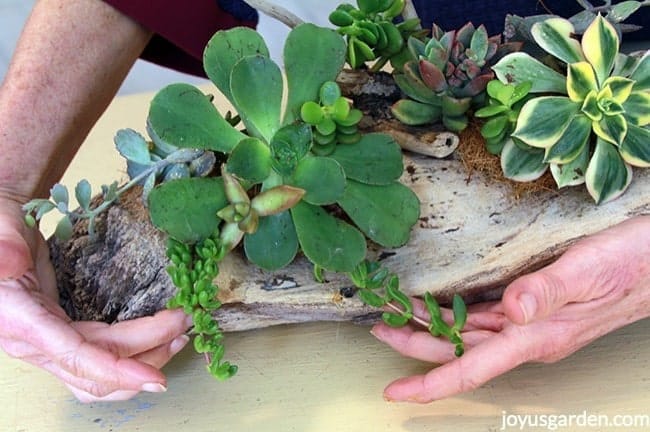 close of of hands showcasing a succulent & driftwood arrangement