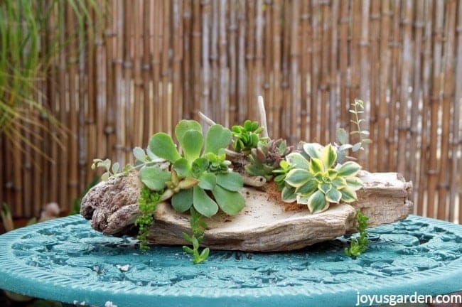 a succulent arrangement on a large piece of driftwood on a patio bistro table