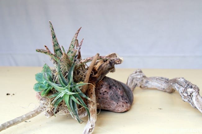 tillandsia & succulent arrangement on a small piece of driftwood