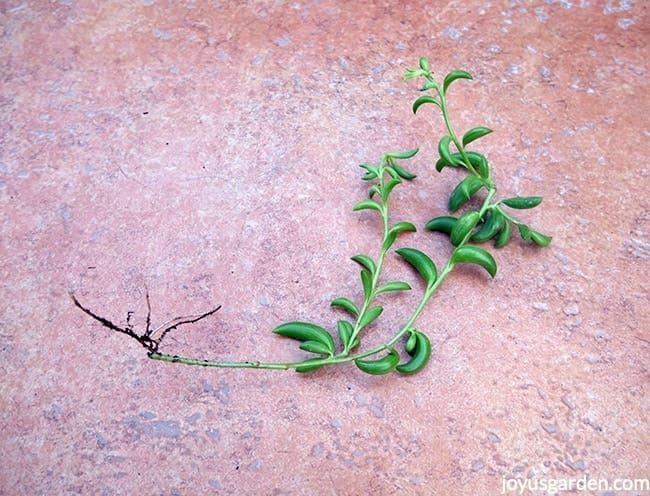 A String Of Bananas plant cutting with small roots