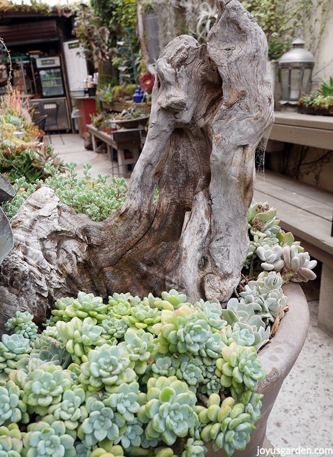 a driftwood piece was added to succulents planted in a broken terra cota pot