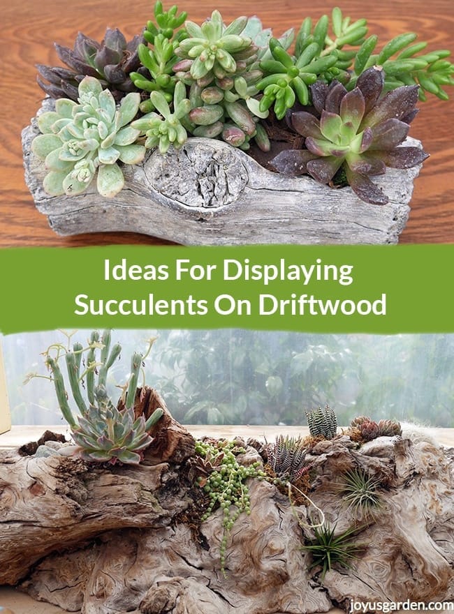 Ideas For Displaying Succulents On Driftwood