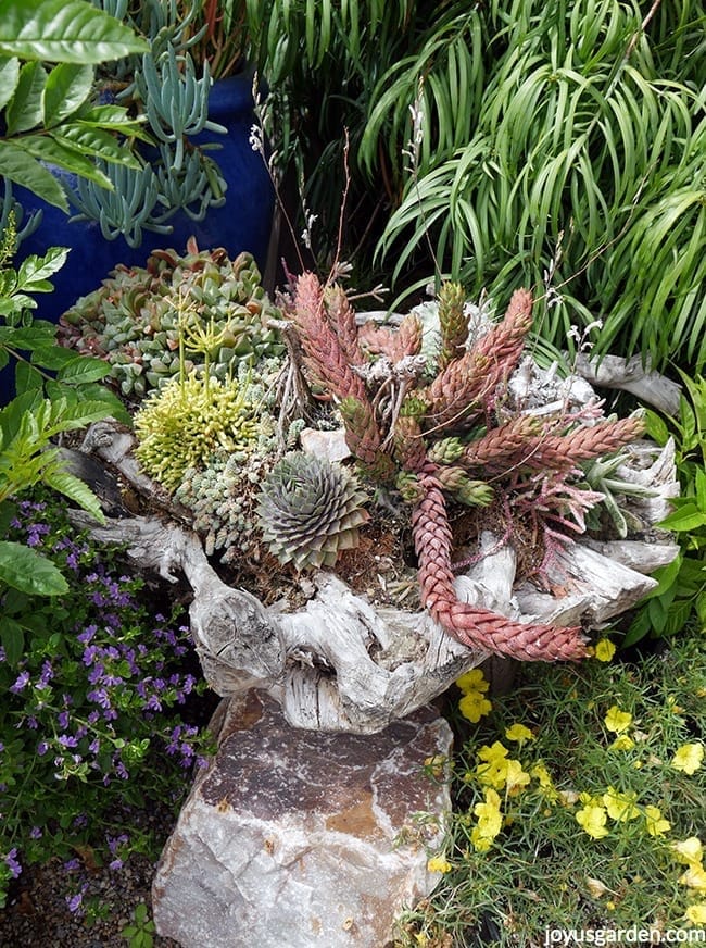 Huge succulent arrangement inside a piece of driftwood