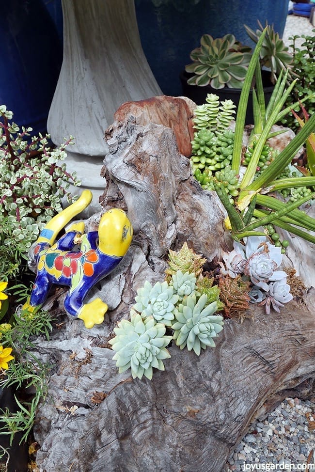 driftwood arrangement with succulents and a mexican talavera lizard 