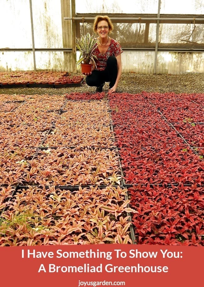 nell foster surrouunded by pink & red bromeliads in a greenhouse the text reads i have something to show you a bromeliad greenhouse