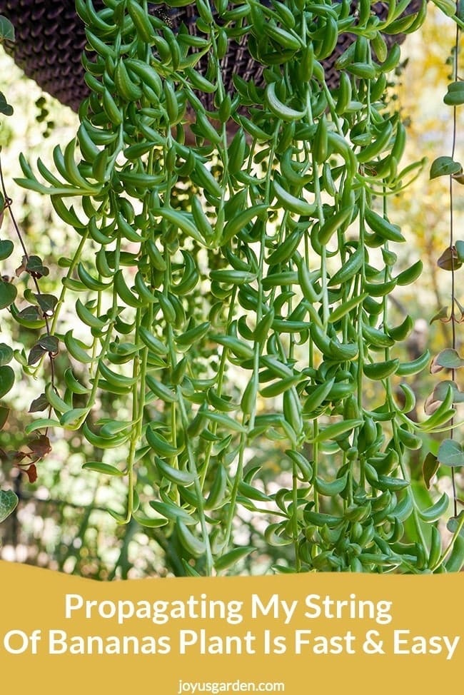 Propagating My String Of Bananas Plant Is Fast & Easy