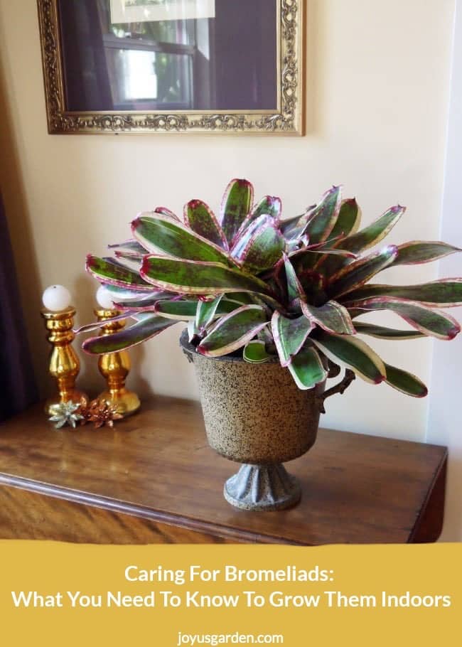 a large neoregelia bromeliad sits in a tin urn on a table the text reads caring for bromeliads