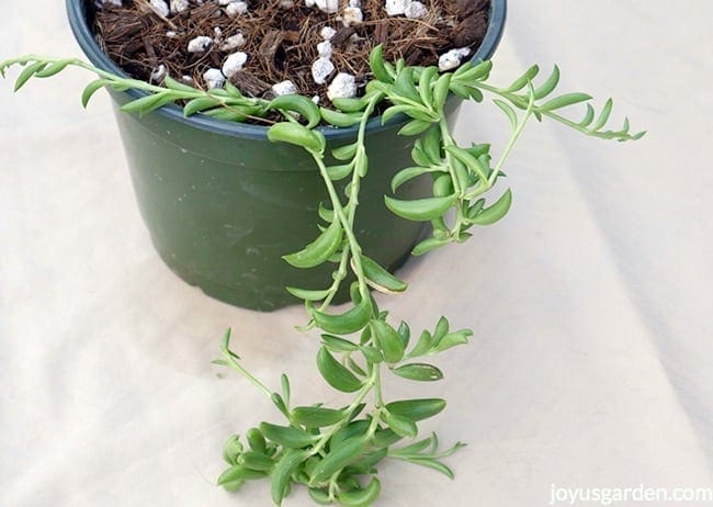 String Of Bananas Plant cuttings trail out of a pot with succulent mix