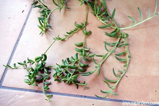 2 String Of Bananas plant cuttings sit next to trails of a Fishhooks Senecio