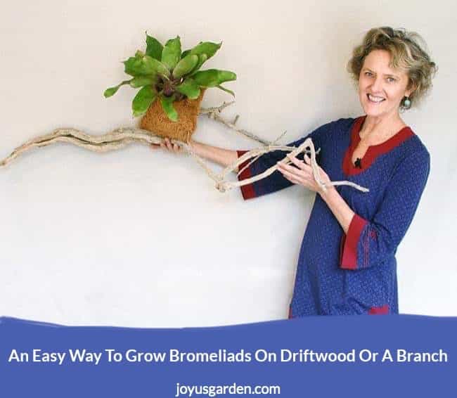 nell foster holds a long piece of driftwood with a neoregelia bromeliad planted on it the text reads an easy way to grow bromeliads on driftwood or a branch