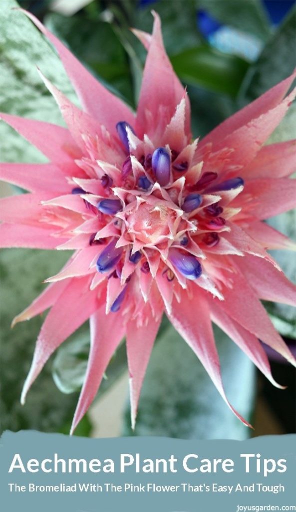 close up of the the pink flower head of an aechmea bromeliad with purple/blue buds the text reads aechmea plant care tips