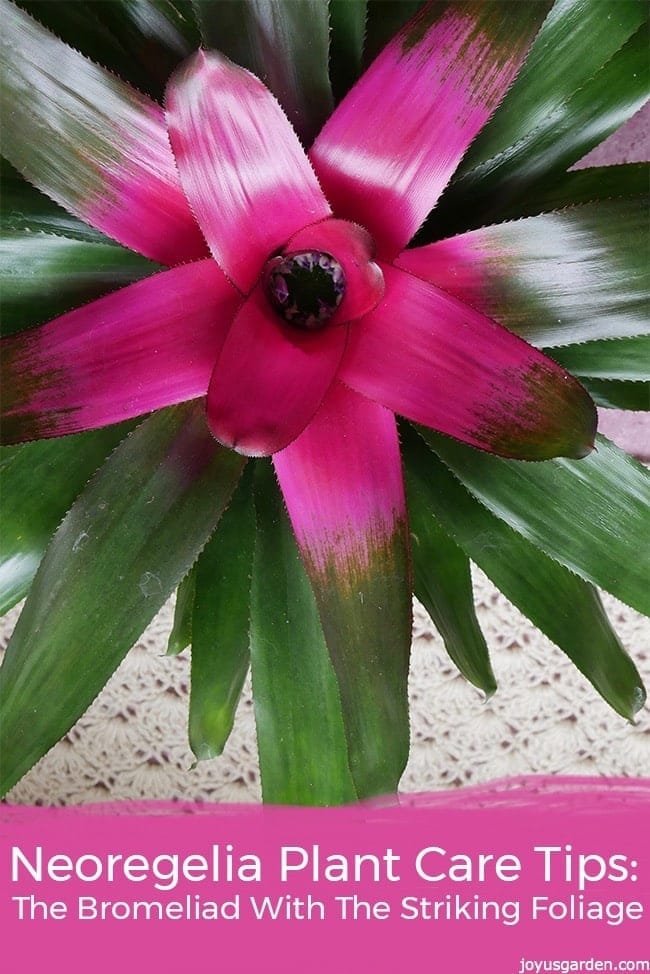 looking down on a hot pink & green neoregelia bromeliad the text reads neoregelia plant care tips