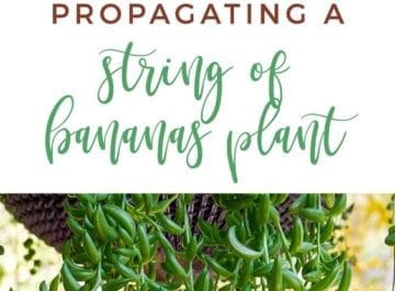 String Of Bananas is groovy hanging succulent. Mine was getting leggy at the top so I pruned it so I could plant the cuttings back in at the top. Propagating a String Of Bananas plant is easy & fast to do - you'll see!