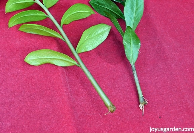 2 short ZZ Plant stem cuttings on a red cloth both are showing roots