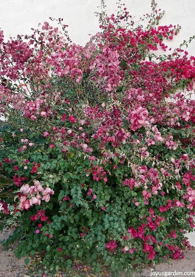 a large bougainvillea barbara karst with dead flowers which has been hit by a freeze