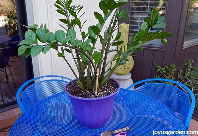 A large ZZ plant in a purple pot sites on a blue patio table