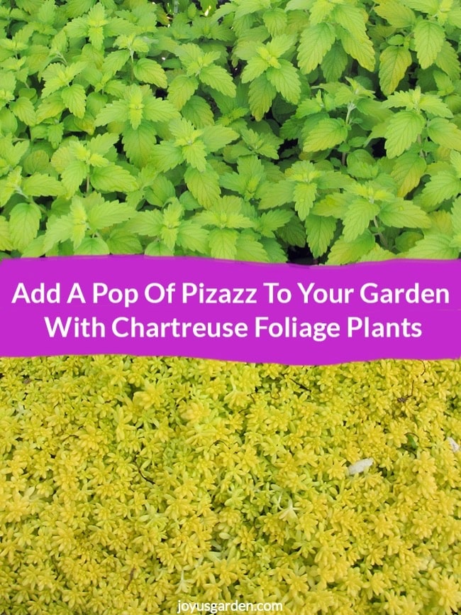 Add A Pop Of Pizazz To Your Garden With Chartreuse Foliage Plants