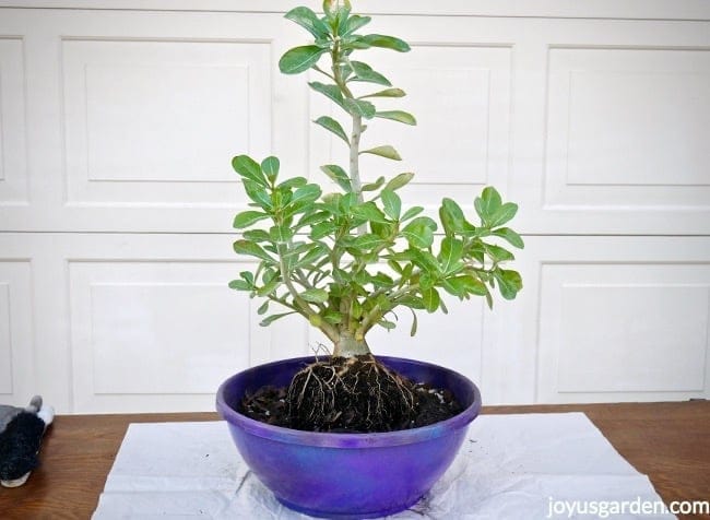 an adenium obesum grows in a low, wide purple bowl