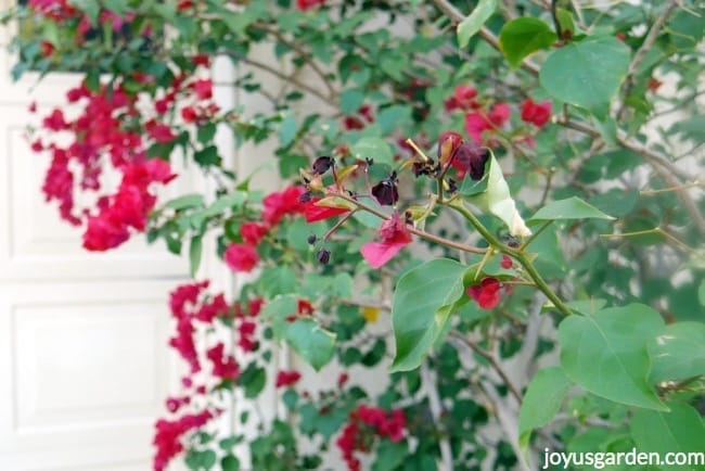 Branch of a bougainvillea with deep red pink flowers & a couple of curled leaves. This is light freeze damage on bougainvilleas