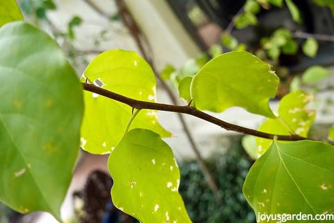 Close up of a boungainvillea branch which has been hit by a light freeze. New growth is appearing at the nodes