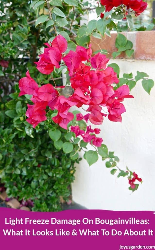 Bougainvillea In Pots Key Care Growing Tips 2025 Guide Deep Pink Red Bougainvillea Against A White Column. The Variety Is Barbara Karst.The Post Is Title Light Freeze Damage On Bougainvilleas New 638x1024